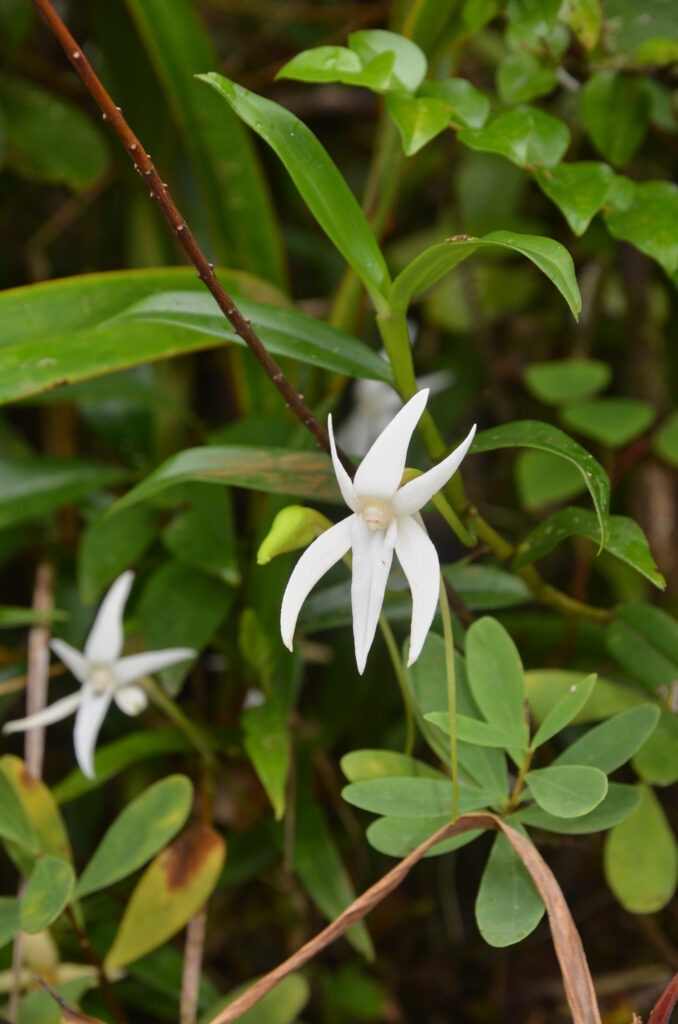 Angraecum mauritianum - Maurice
