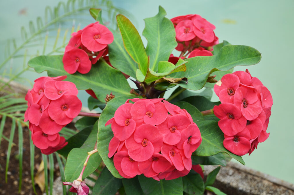 Euphorbia milii - Maurice