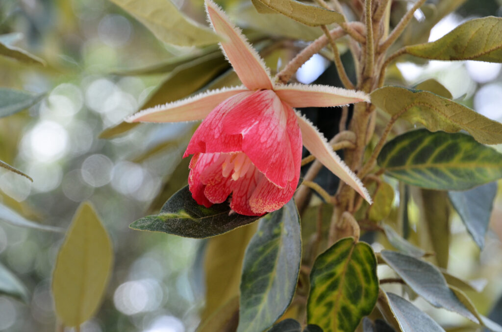 Trochetia boutoniana - Maurice