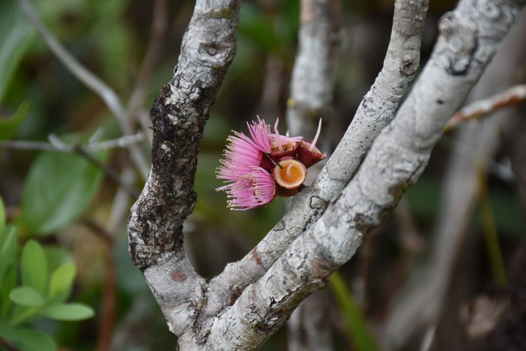 Syzygium mauritianum - Maurice