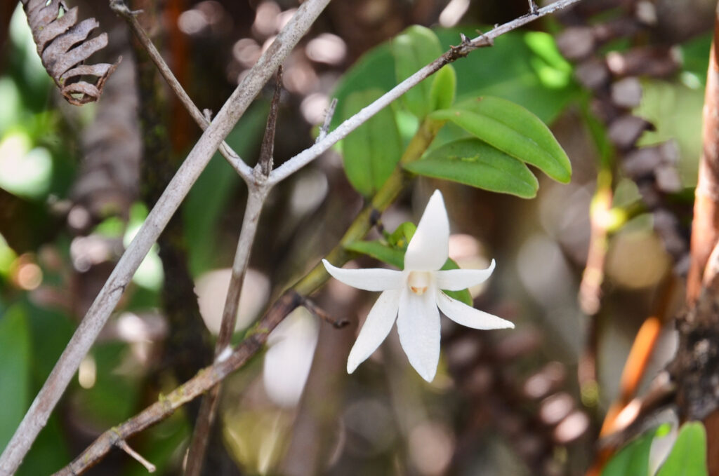 Angraecum ramosum - Maurice