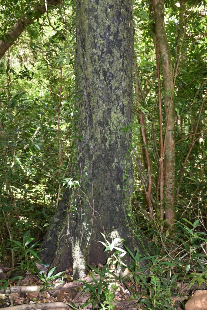 Diospyros tesselaria - Maurice