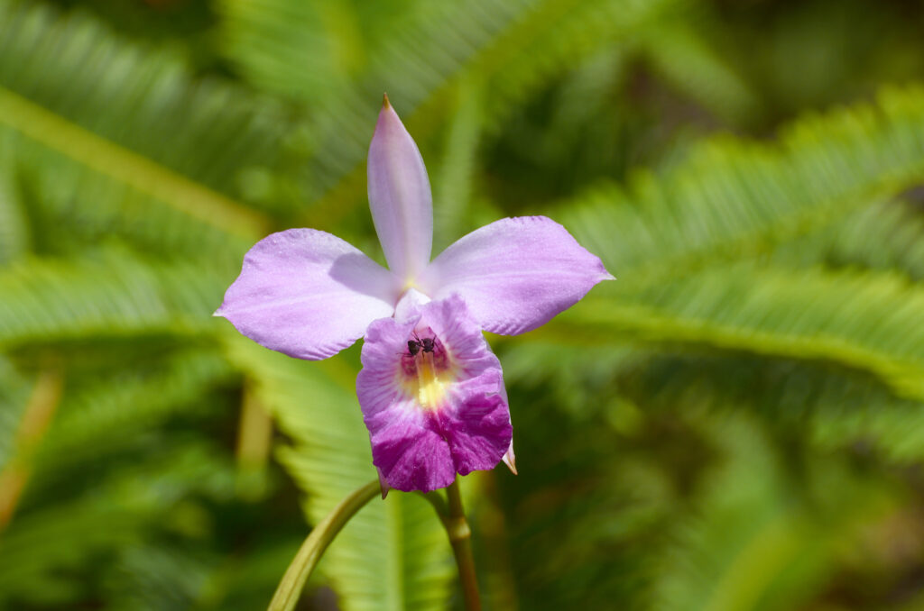 Arundina graminifolia - Maurice