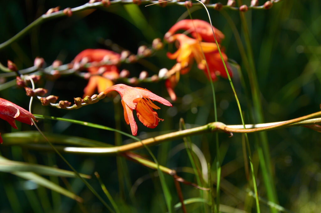 Crocosmia × crocosmiiflora - Maurice