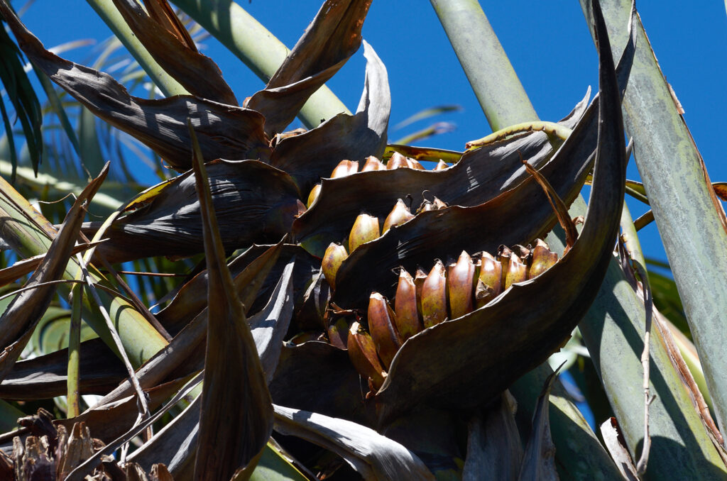 Ravenala madagascariensis - Maurice