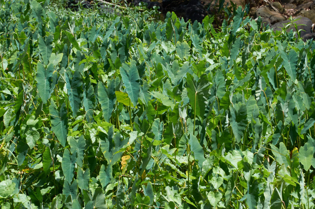 Songe, Taro
Colocasia esculenta - Maurice