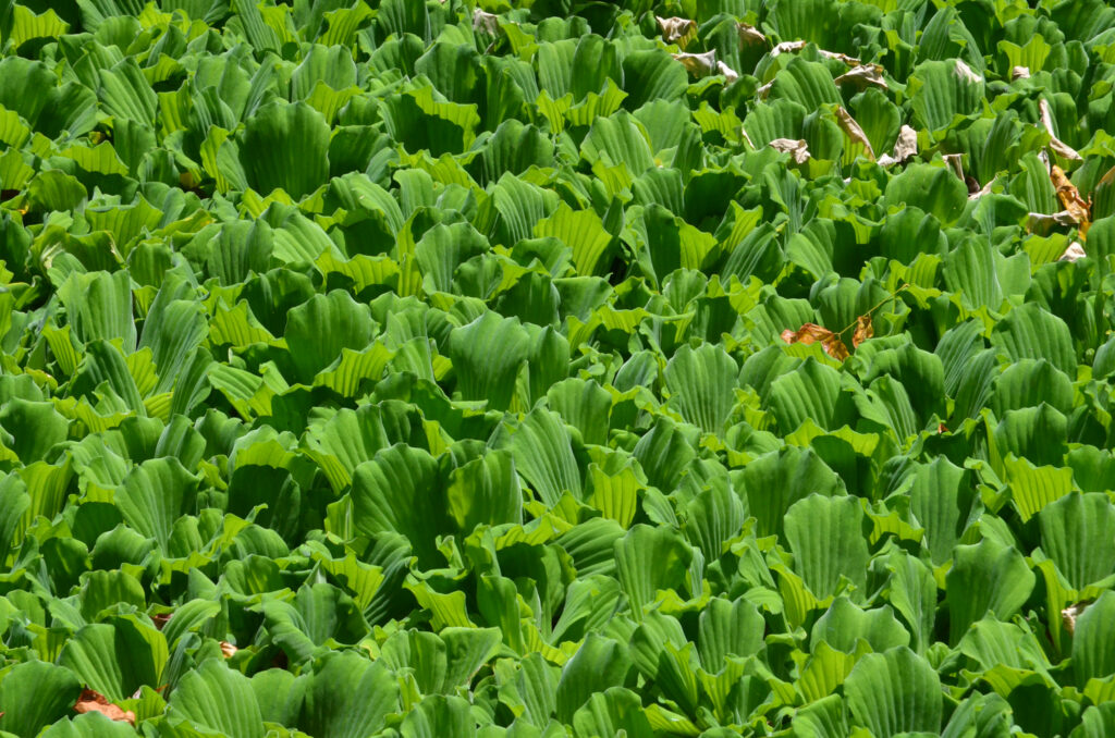 Laitue d'eau - Pistia stratiotes L.
