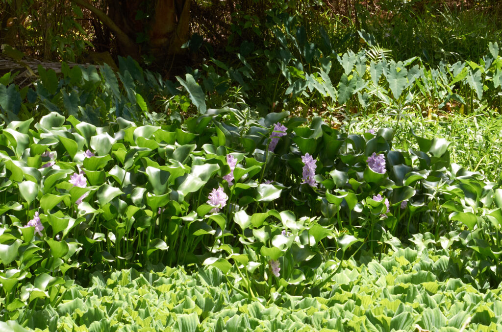 Jacinthe d'eau - Pontederia crassipes