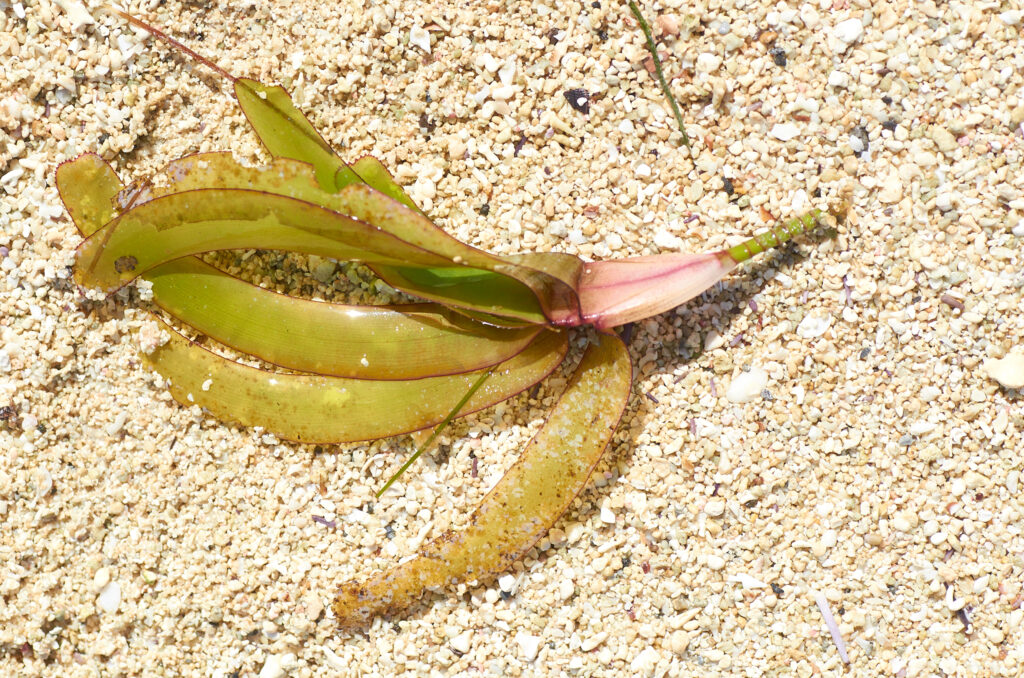 Thalassodendron ciliatum - Maurice