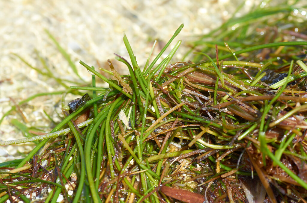 Syringodium isoetifolium - Maurice