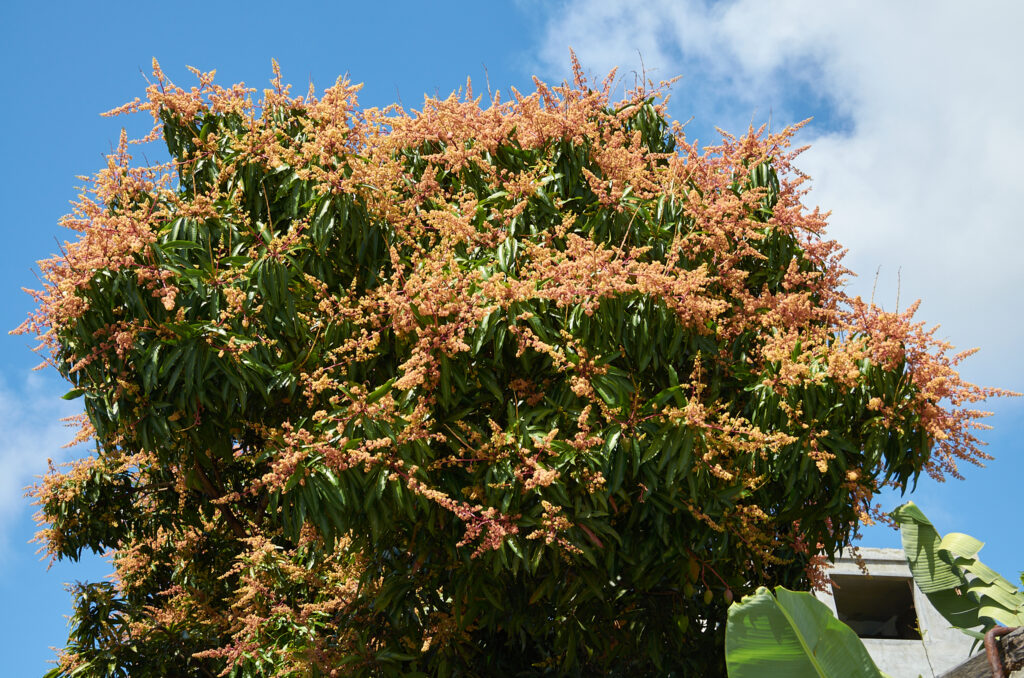 Mangifera indica - Maurice