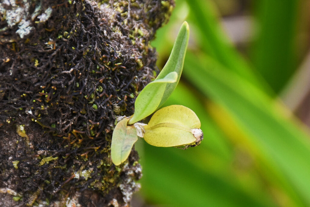 Angraecum baiderae - Maurice