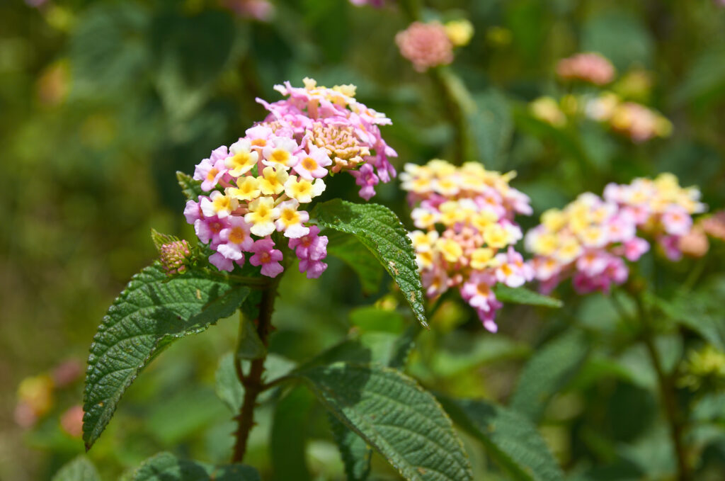 Lantana camara - Maurice
