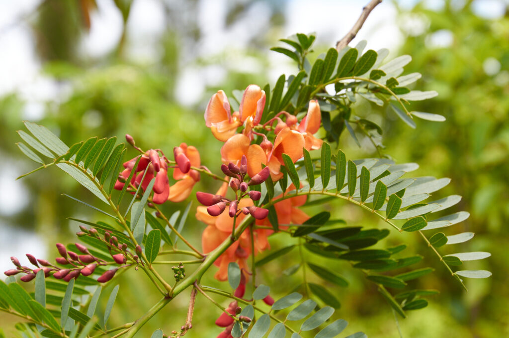 Sesbania punicea - Maurice