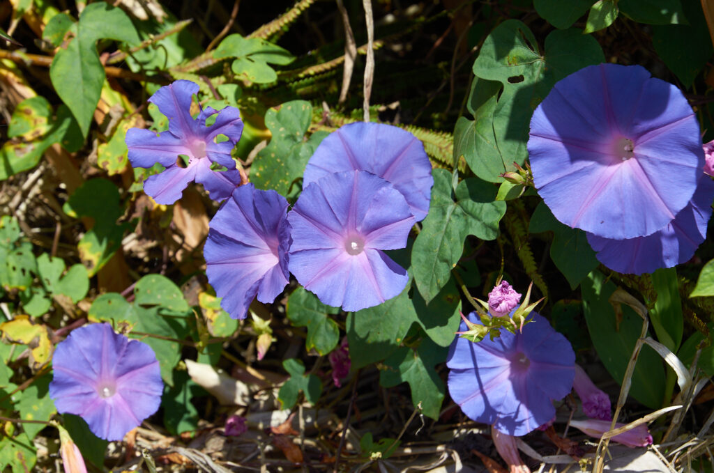 Impomoea purpurea - Maurice