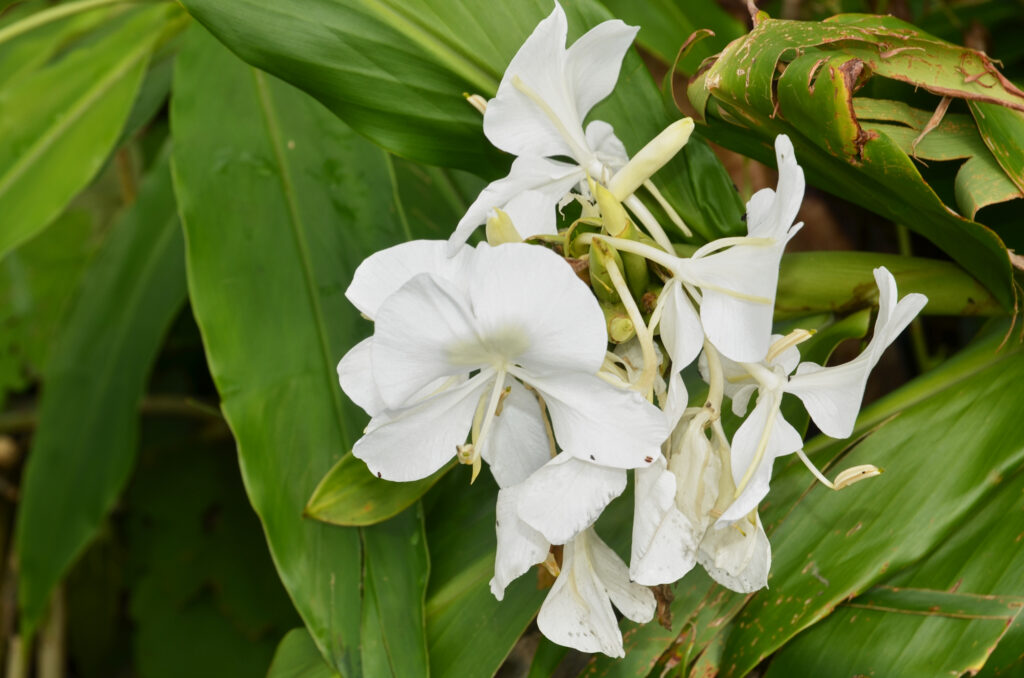 Hedychium coronarium - Maurice
