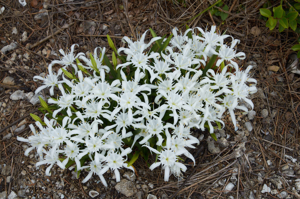 Pancratium zeylanicum - Maurice