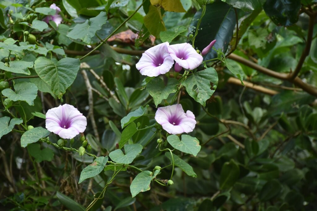 Stictocardia tiliifolia - Maurice