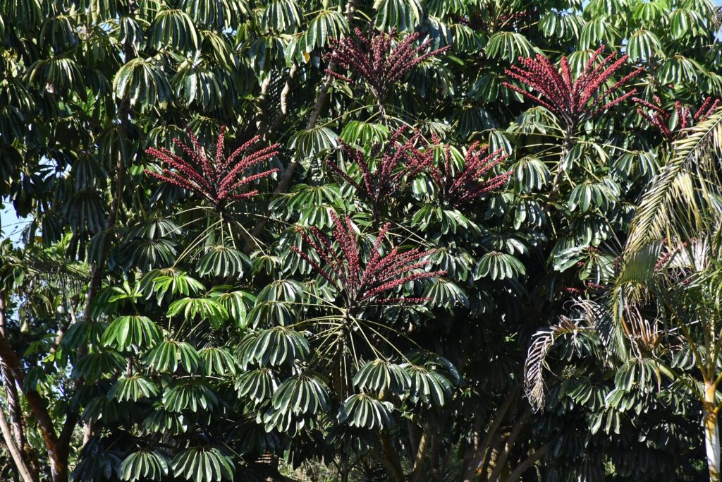 Heptapleurum actinophyllum - Maurice