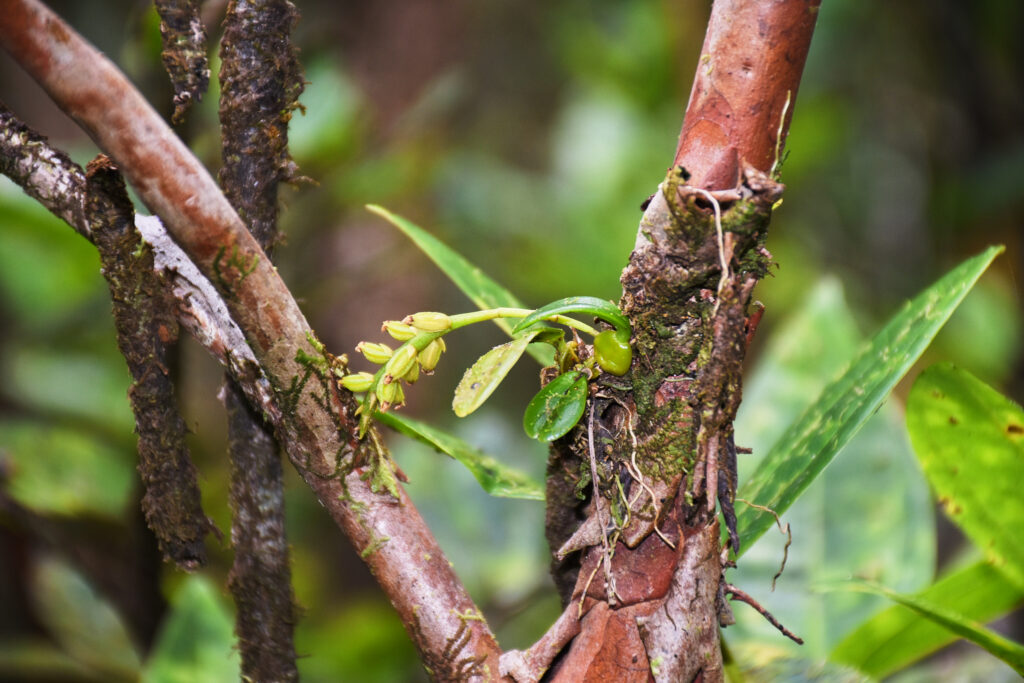 Bulbophyllum ellioti  - Maurice