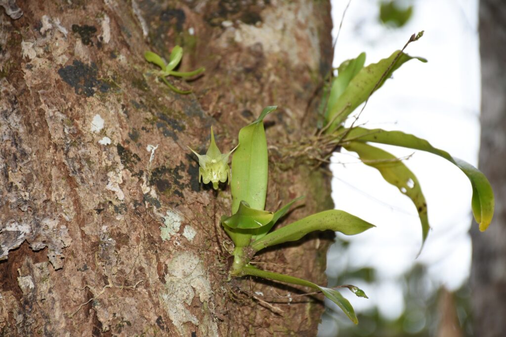 Aeranthes arachnites - Maurice