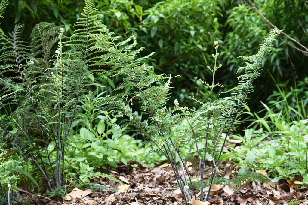 Pityrogramma calomelanos - Maurice