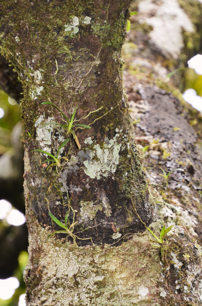 Angraecum parvulum - Maurice