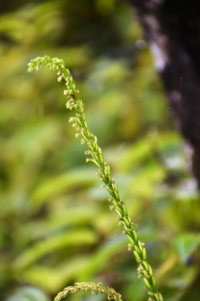 Benthamia africana - Maurice