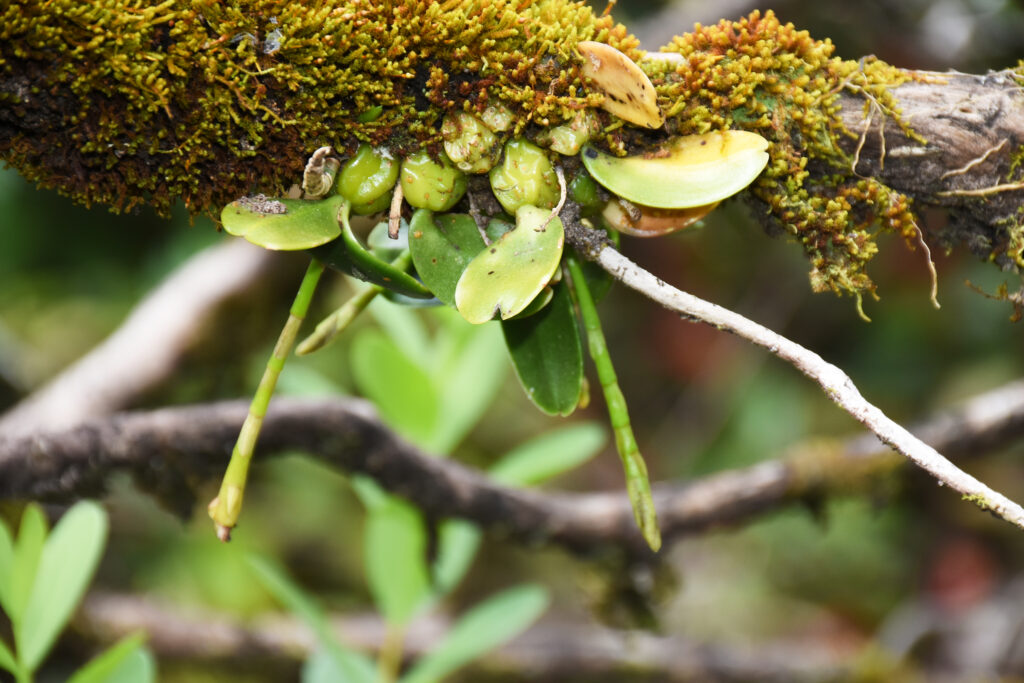 Bulbophyllum ellioti  - Maurice