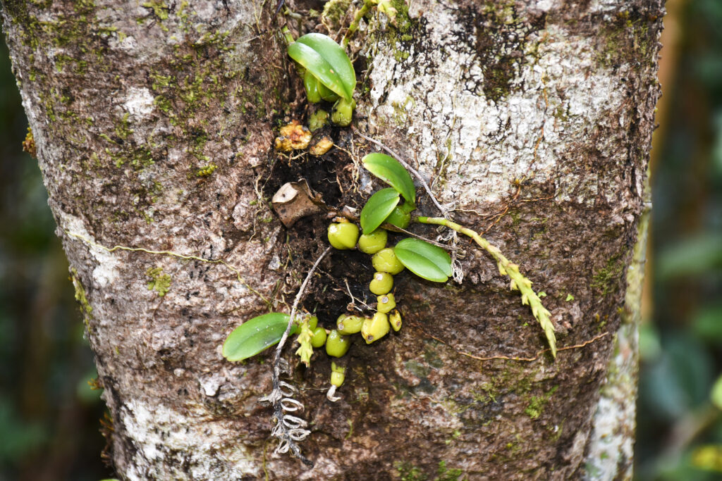 Bulbophyllum ellioti  - Maurice