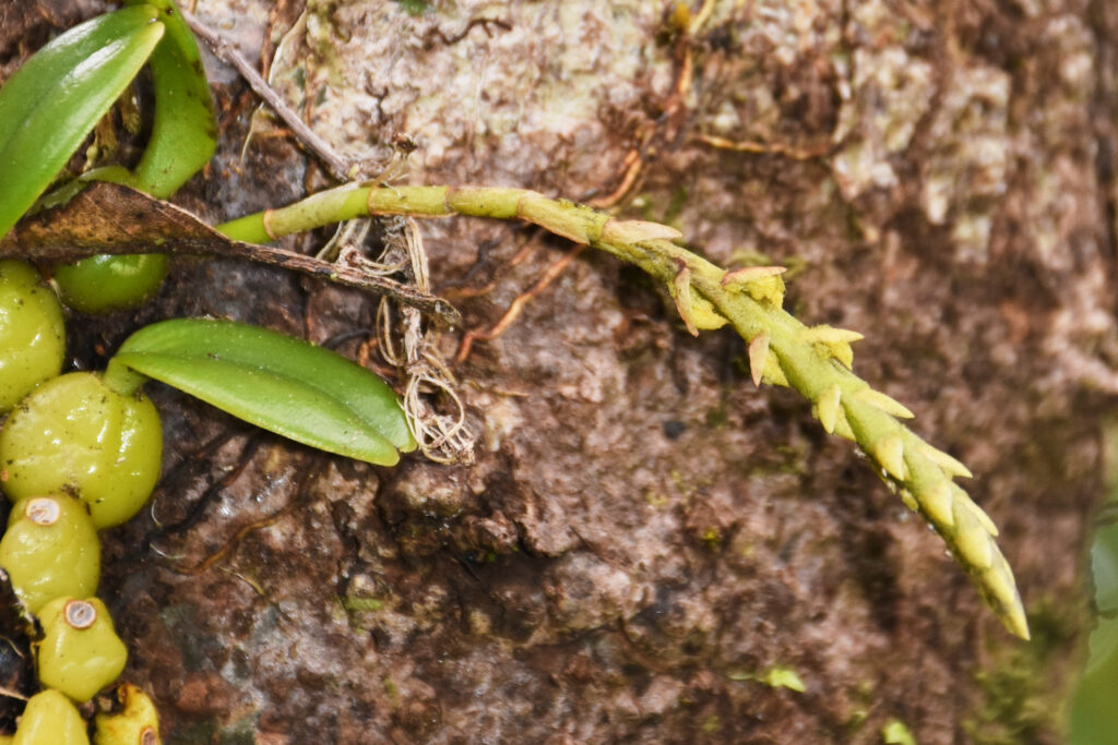 Bulbophyllum ellioti - Maurice
