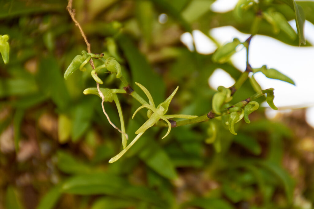 Angraecum calceolus - Maurice