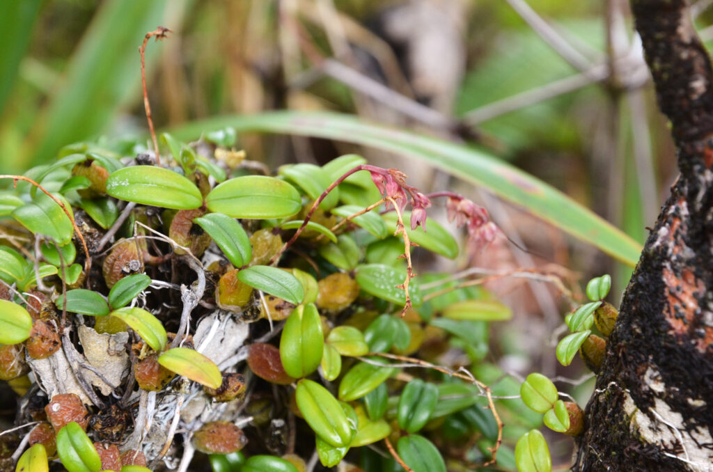Bulbophyllum nutans - Maurice