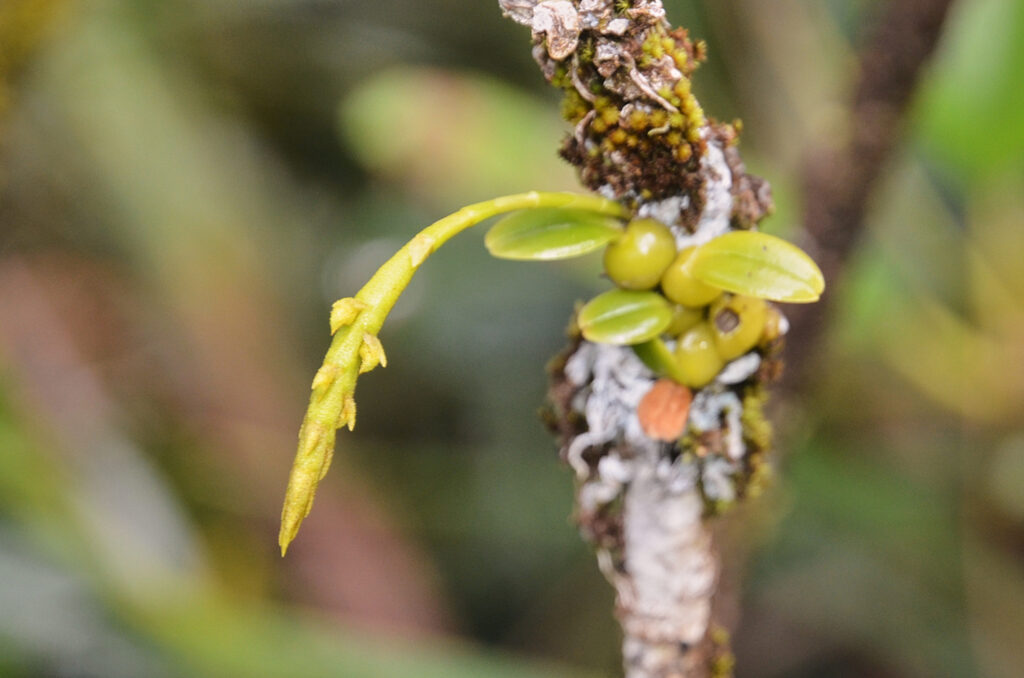 Bulbophyllum pusillum - Maurice