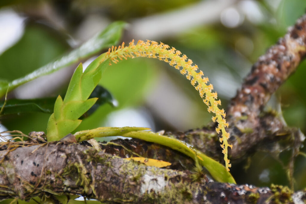 Oberonia disticha - Maurice