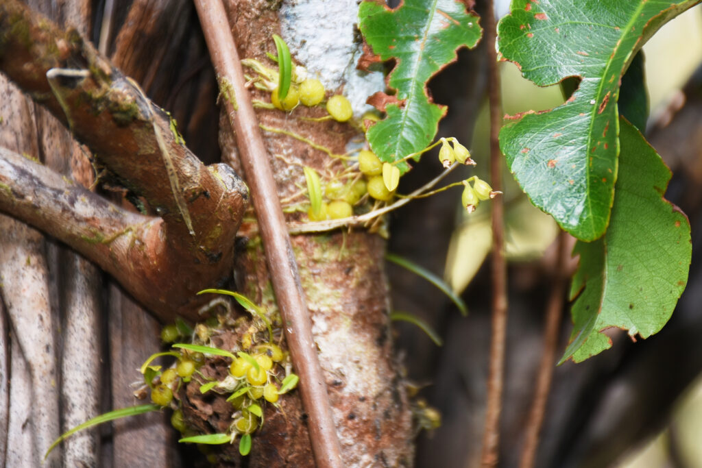 Bulbophyllum incurvum - Maurice