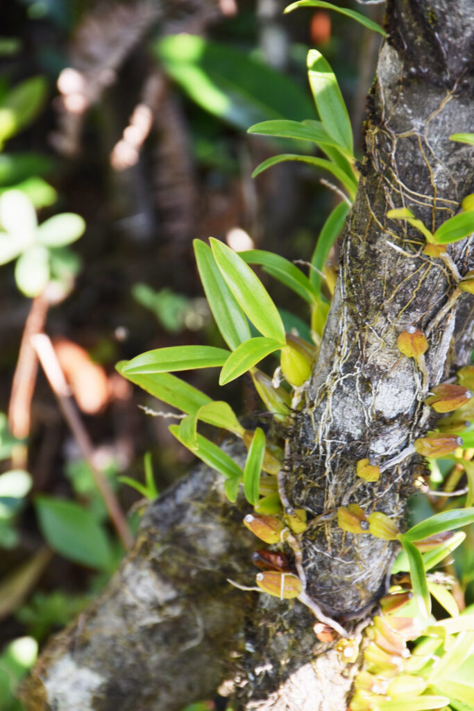 Bulbophyllum caespitosum - Maurice