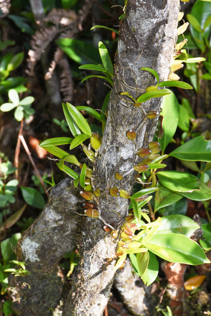 Bulbophyllum caespitosum - Maurice