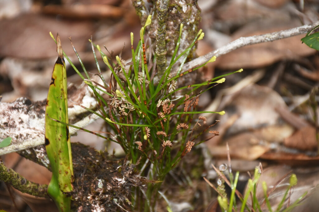 Schizaea dichotoma - Maurice