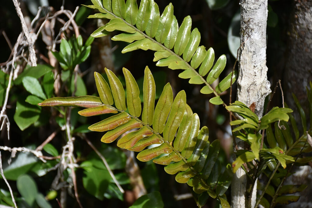 Lomariopsis pollicina - Maurice
