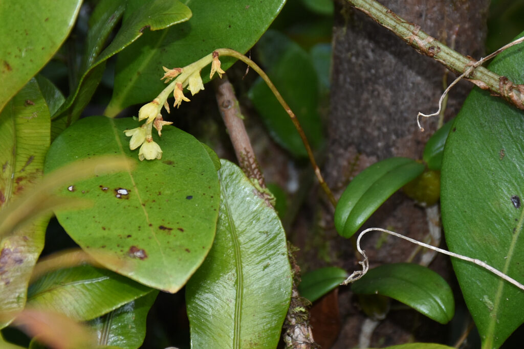 Bulbophyllum densum - Maurice