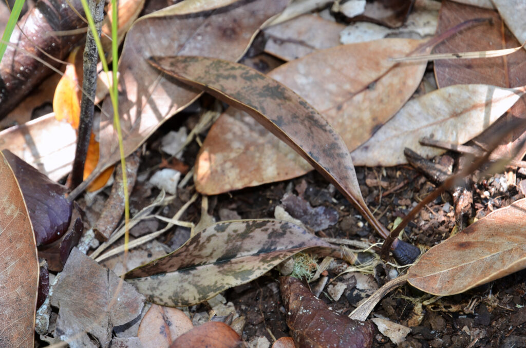 Oeceoclades maculata - Maurice