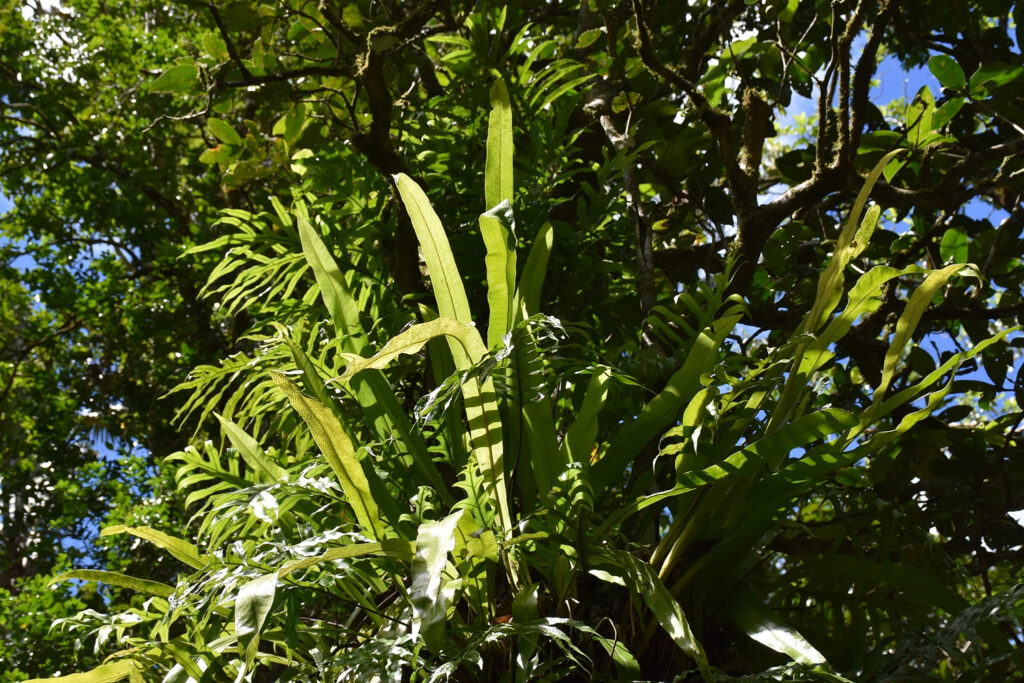 Microsorum punctatum - Maurice