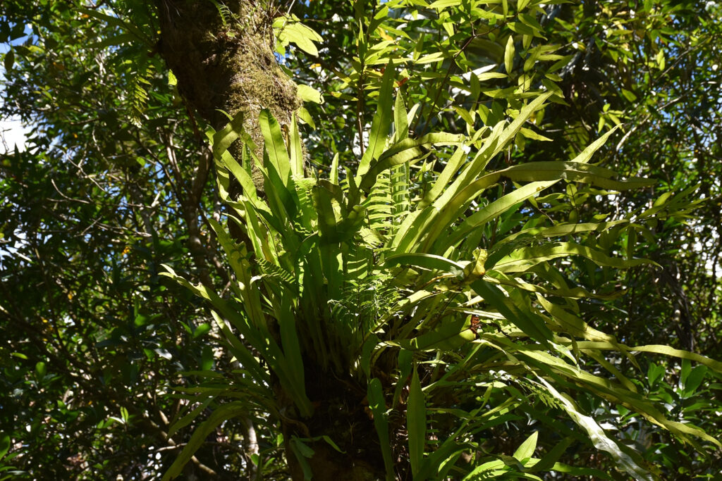 Microsorum punctatum - Maurice