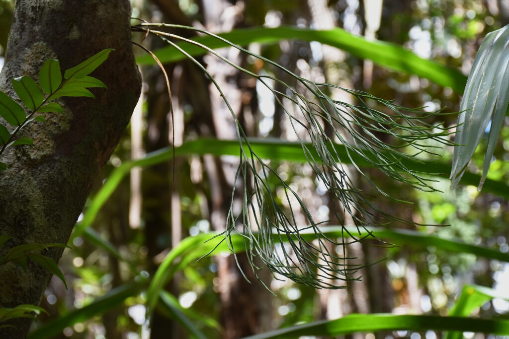 Psilotum nudum - Maurice