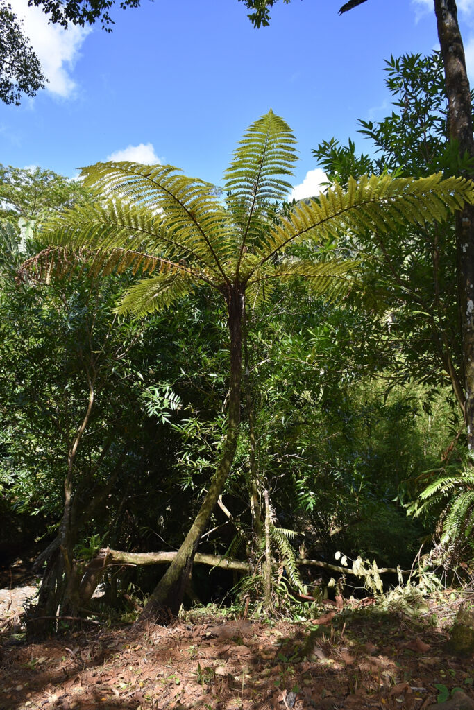 Alsophila borbonica var. latifolia - Maurice
