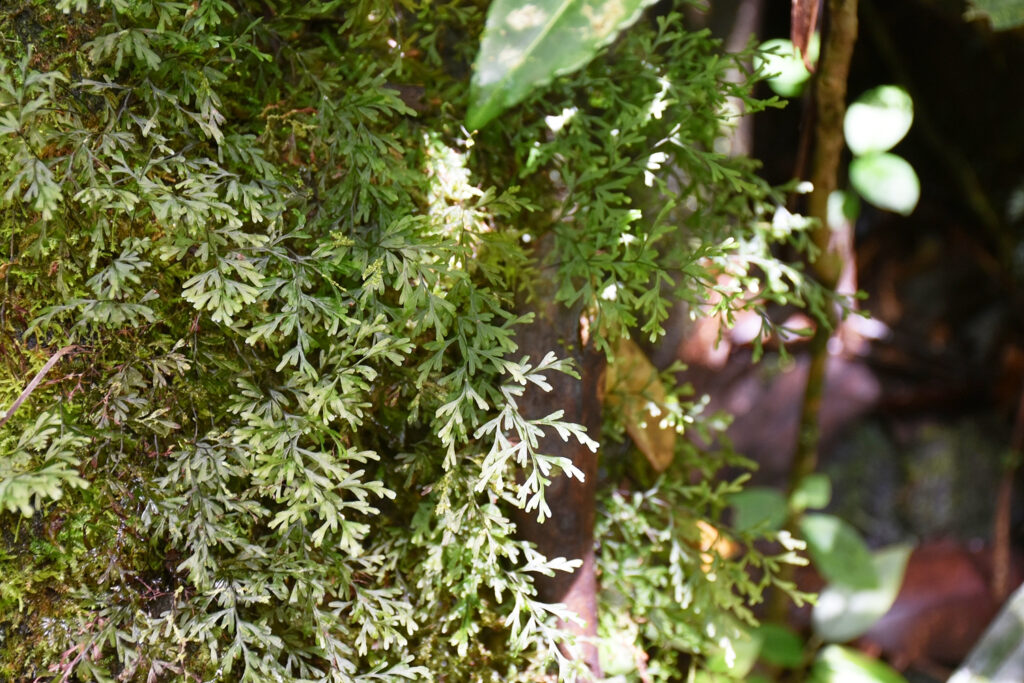 Hymenophyllum inaequale - Maurice