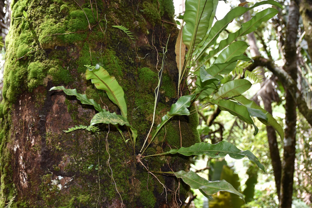 Elaphoglossum sieberi - Maurice