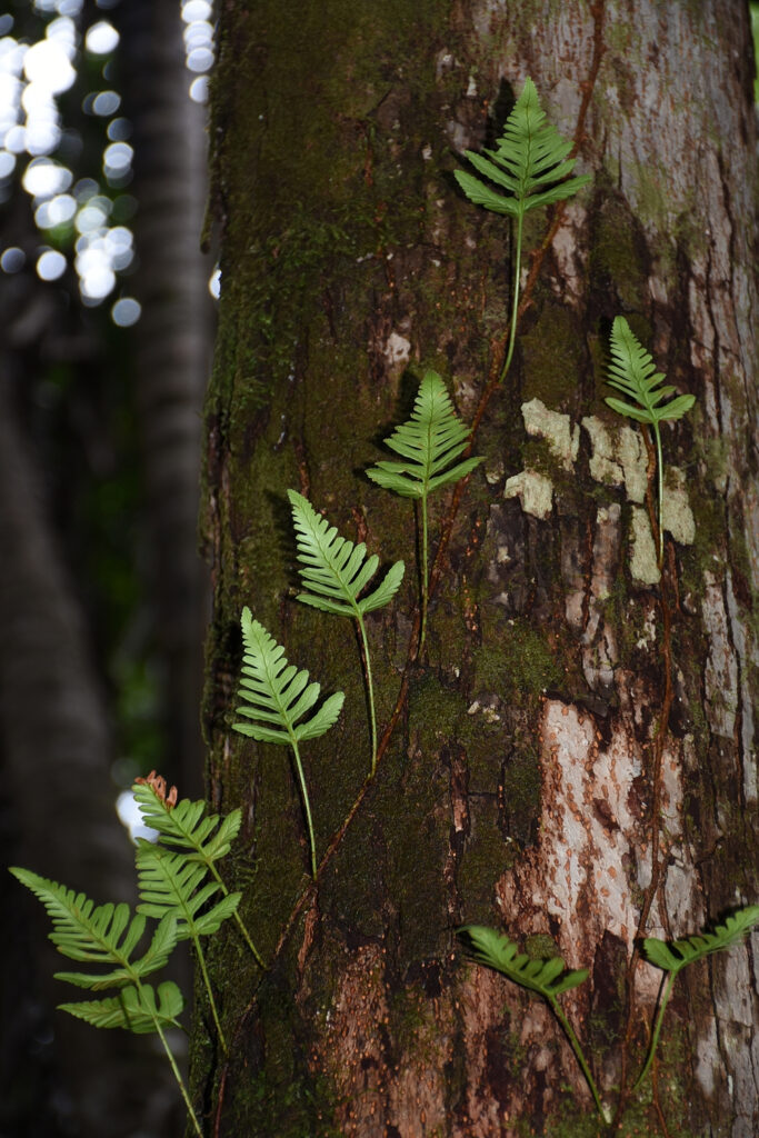 Davallia repens - Maurice