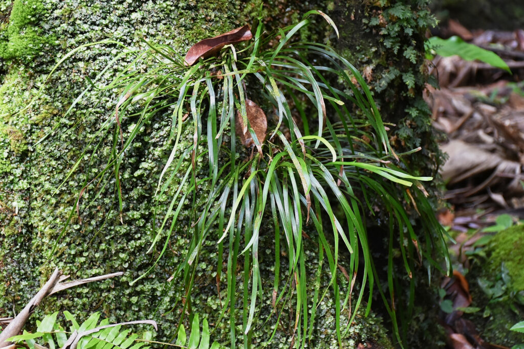 Haplopteris ensiformis - Maurice